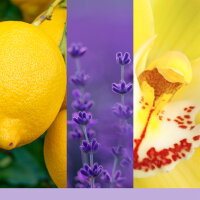 Auto Duft, Lufterfrischer LEMON LAVENDER - Yankee Candle Car Jar Paper, Raumduft, Autoduft