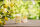 Lemon Gelato - Yankee Candle Signature Duftkerze im Glas (groß) - Kerze aus "Hello Italy" Kollektion mit Brenndauer bis zu 90 Stunden