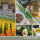 Olive & Cypress - Yankee Candle Signature Duftkerze im Glas (groß) - Kerze aus "Hello Italy" Kollektion mit Brenndauer bis zu 90 Stunden