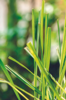 My Senso Refill Nachfüllflasche für Premium...