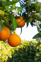 My Senso Refill Nachfüllflasche für Diffuser...